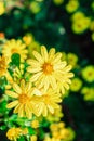 Yellow Garden daisy Flowers in bloom covered in rain drops Royalty Free Stock Photo