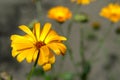 Yellow garden flower close-up