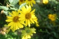 Yellow garden flower - smooth oxeye, false sunflower Heliopsis helianthoides