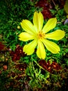 Yellow Garden flower in Srilankan