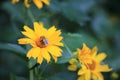 Yellow garden flowers on a green background. Bumblebee on a yellow flower Royalty Free Stock Photo