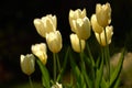 Yellow garden flowers growing against a black background. Closeup of didiers tulip from the tulipa gesneriana species Royalty Free Stock Photo
