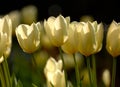 Yellow garden flowers growing against a black background. Closeup of didiers tulip from the tulipa gesneriana species Royalty Free Stock Photo