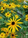 Yellow garden flowers with long yellow petals