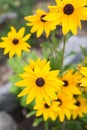 Yellow garden flowers of rudbeckia. Flowers of Rudbeckia fulgida, the orange coneflower or perennial coneflower. Rudbeckia hirta Royalty Free Stock Photo