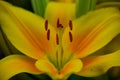 Yellow garden lily stamens macro photography. Royalty Free Stock Photo