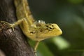 Yellow Garden Lizard or Indian Garden Lizard. Calotes calotes, detail eye portrait of exotic tropical animal in green nature Royalty Free Stock Photo