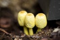 Yellow Garden Mushrooms growing in a garden