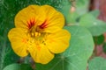 Yellow garden nasturtium Tropaeolum magus flower in the early morning