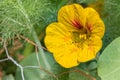 Yellow garden nasturtium Tropaeolum magus flower in the early morning