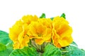 Yellow garden primerose