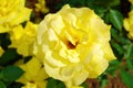 Yellow garden rose Royalty Free Stock Photo