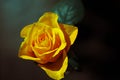 yellow garden rose flower on black background Royalty Free Stock Photo