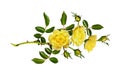 Yellow garden rose flower, buds and leaves Royalty Free Stock Photo