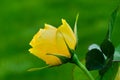 Yellow garden rose flower, closeup. Royalty Free Stock Photo