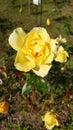 Yellow garden rose in full bloom on a sunny autumn day Royalty Free Stock Photo