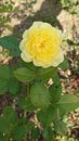 Yellow garden rose in full bloom on a sunny autumn day