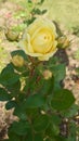 Yellow garden rose in full bloom on a sunny autumn day Royalty Free Stock Photo