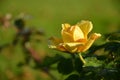 A yellow garden rose after the rain Royalty Free Stock Photo