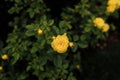 Yellow garden roses pattern close up. Beautiful yellow rose bush up against a natural background in springtime. Floral Royalty Free Stock Photo