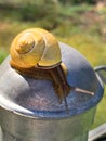 Garden Snail Closeup in Garden Vertical Royalty Free Stock Photo