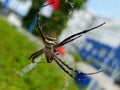 037 - Yellow Garden Spider Argiope Aurantia