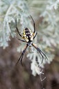 Yellow Garden Spider in her web Royalty Free Stock Photo