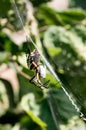 Yellow Garden Spider in her web with prey Royalty Free Stock Photo