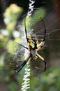 Yellow Garden Spider in her web with prey Royalty Free Stock Photo
