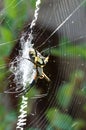 Yellow Garden Spider in her web with prey Royalty Free Stock Photo