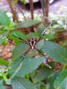 Yellow Garden Spider Royalty Free Stock Photo