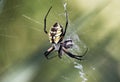 Yellow Garden Spider spinning prey in a web Royalty Free Stock Photo