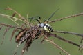Yellow Garden Spider weaving web, Georgia Royalty Free Stock Photo