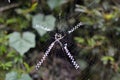 Garden Spider Web Builder Closeup after rain Royalty Free Stock Photo