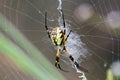 Yellow Garden Spider Web Royalty Free Stock Photo