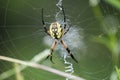 Yellow Garden Spider Web Royalty Free Stock Photo