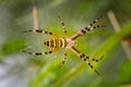 Yellow garden spider on a web Royalty Free Stock Photo