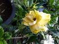 Yellow Gardenia in bloom in pot Royalty Free Stock Photo