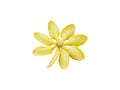 Yellow gardenia flower isolated on white background. Royalty Free Stock Photo