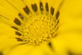 Yellow Gazania