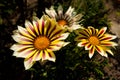 Yellow Gazania