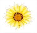 Yellow Gazania