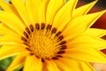 Yellow gazania