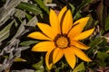 Yellow Gazania Flower 8858 Royalty Free Stock Photo