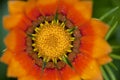 Yellow Gazania flower close up