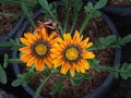 Yellow Gazania Flowers Blooming