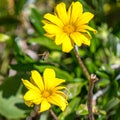 Yellow gazania flowers and honey bee Royalty Free Stock Photo