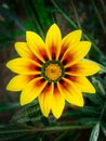 Yellow gazania rigens treasure flower isolated on green background Royalty Free Stock Photo