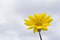 Yellow Gazania