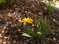 Yellow Gazania